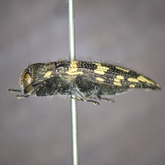Acmaeodera bowditchi