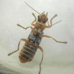 Cantharidae
