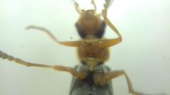 Cantharidae