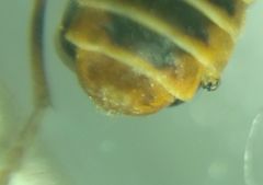 Cantharidae