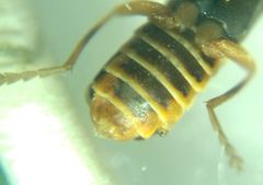 Cantharidae