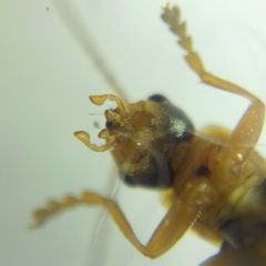 Cantharidae