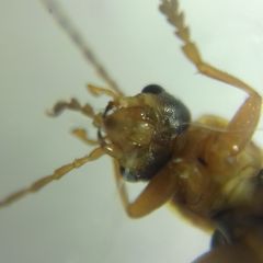 Cantharidae