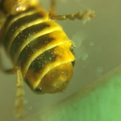 Cantharidae
