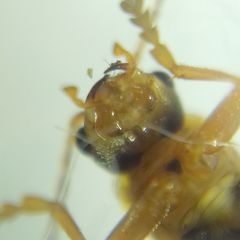 Cantharidae