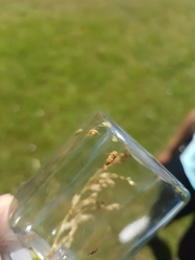 Tremulicerus fulgidus