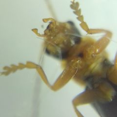 Cantharidae