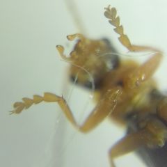 Cantharidae