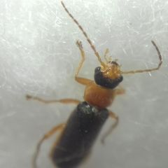 Cantharidae