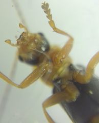 Cantharidae