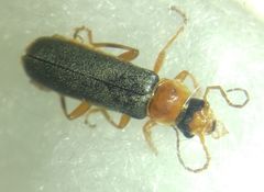 Cantharidae