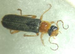 Cantharidae