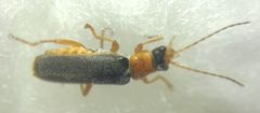 Cantharidae
