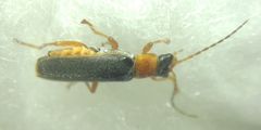 Cantharidae