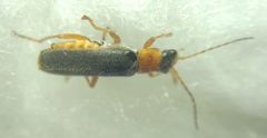 Cantharidae