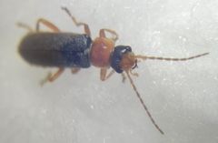 Cantharidae
