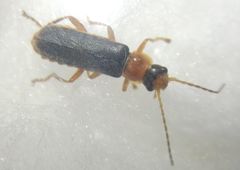 Cantharidae