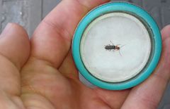 Cantharidae