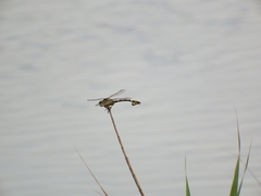 Sinictinogomphus clavatus