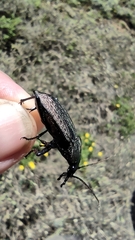 Carabus rugosus celtibericus