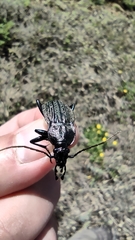 Carabus rugosus celtibericus