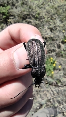 Carabus rugosus celtibericus