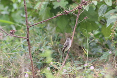 Empidonax
