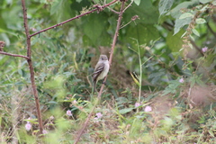 Empidonax