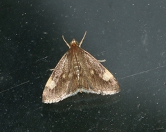 Evergestis unimacula