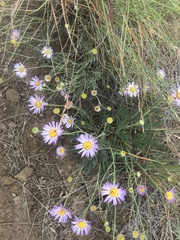 Erigeron filifolius
