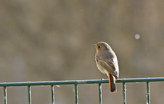 Phoenicurus ochruros