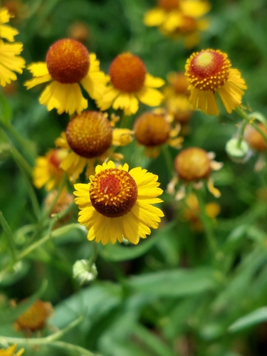 Helenium elegans DC.
