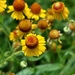 Pretty Sneezeweed - Photo (c) pearl123456, some rights reserved (CC BY-NC)