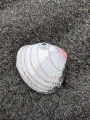Serripes notabilis