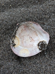 Serripes notabilis