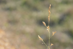 Poaceae