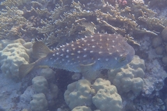 Cyclichthys spilostylus