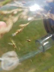 Tremulicerus vitreus