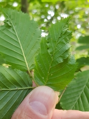 Aculops macrotrichus