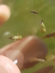 Tremulicerus vitreus