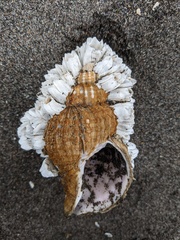 Cymatiidae