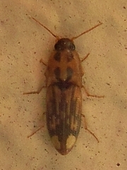 Conoderus pictus