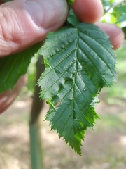 Aculops macrotrichus