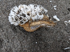 Cymatiidae