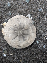 Echinarachnius parma