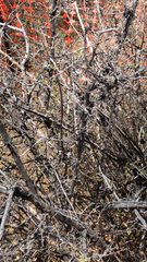 Peniocereus greggii greggii