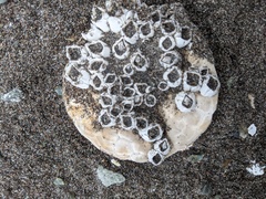 Echinarachnius parma