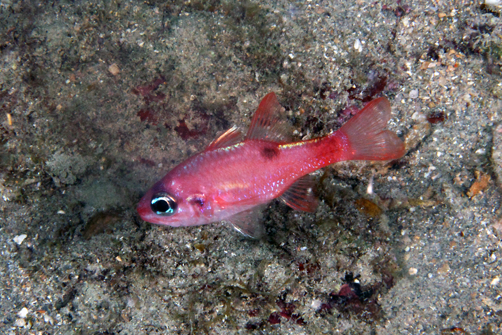 Flamefish