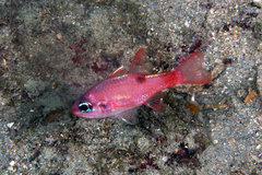 Flamefish photo 1