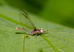 Maccaffertium modestum